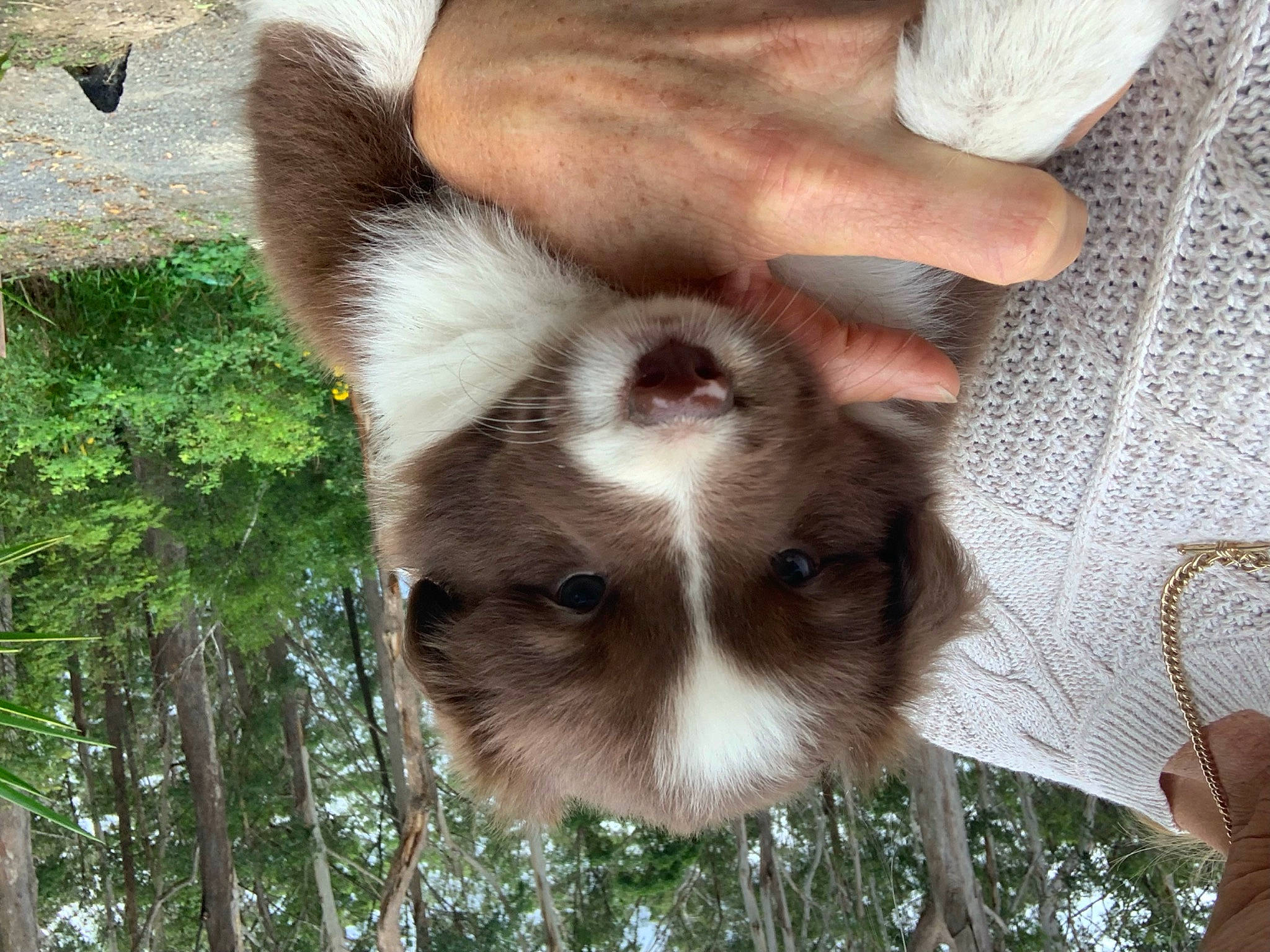 Woody is registered to the contest to win money with this photo: balinese, canidae, carnivore, companion_dog, dog_breed, fawn, felidae, fur, grass, marsupial, small_to_medium_sized_cats, snout, terrestrial_animal, tree, trunk, whiskers, wildlife