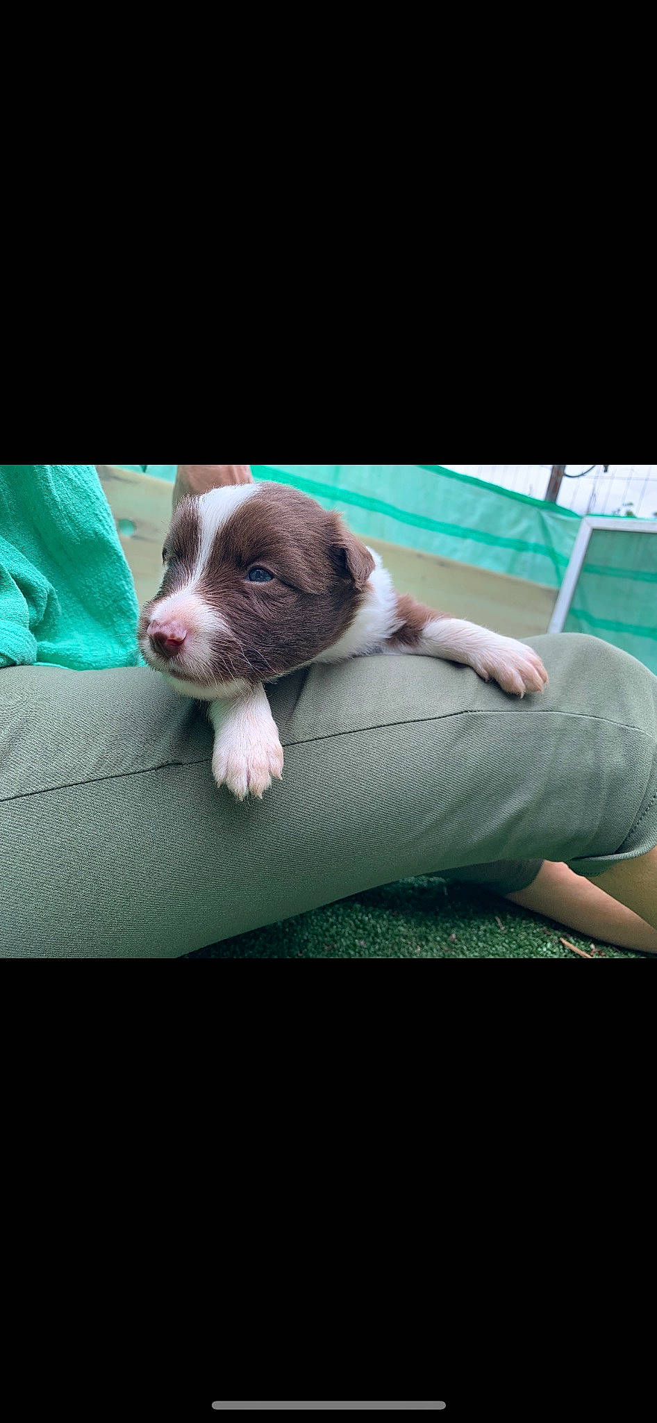 Woody joined the competition — help win amazing prizes! canidae, carnivore, comfort, companion_dog, dog, dog_breed, family_car, fawn, grass, liver, magenta, non_sporting_group, paw, recipe, sitting, snout, sporting_group, toy_dog, vehicle_door