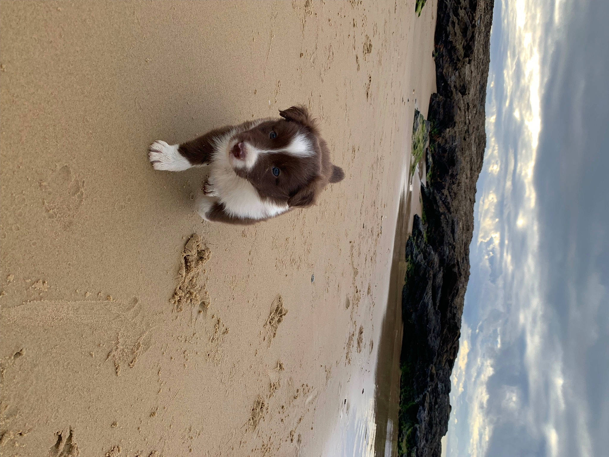 Woody joined the competition — help win amazing prizes! beach, canidae, carnivore, cloud, dog, dog_breed, fur, landscape, paw, sand, shadow, sky, soil, sporting_group, tail, trunk, water, wave, wind_wave, wood