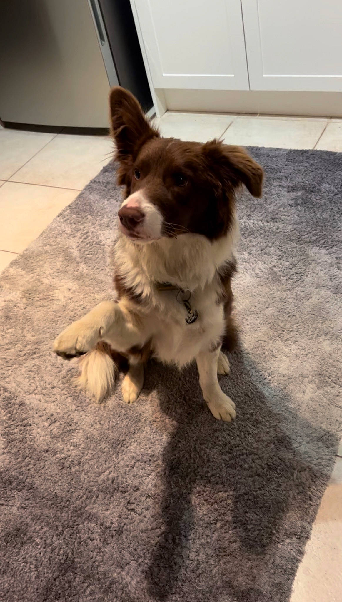 Teddy is registered to the contest to win money with this photo: canidae, carnivore, companion_dog, dog, dog_breed, felidae, flooring, fur, hardwood, liver, paw, road_surface, small_to_medium_sized_cats, snout, spaniel, sporting_group, tail, toy_dog, whiskers, wood