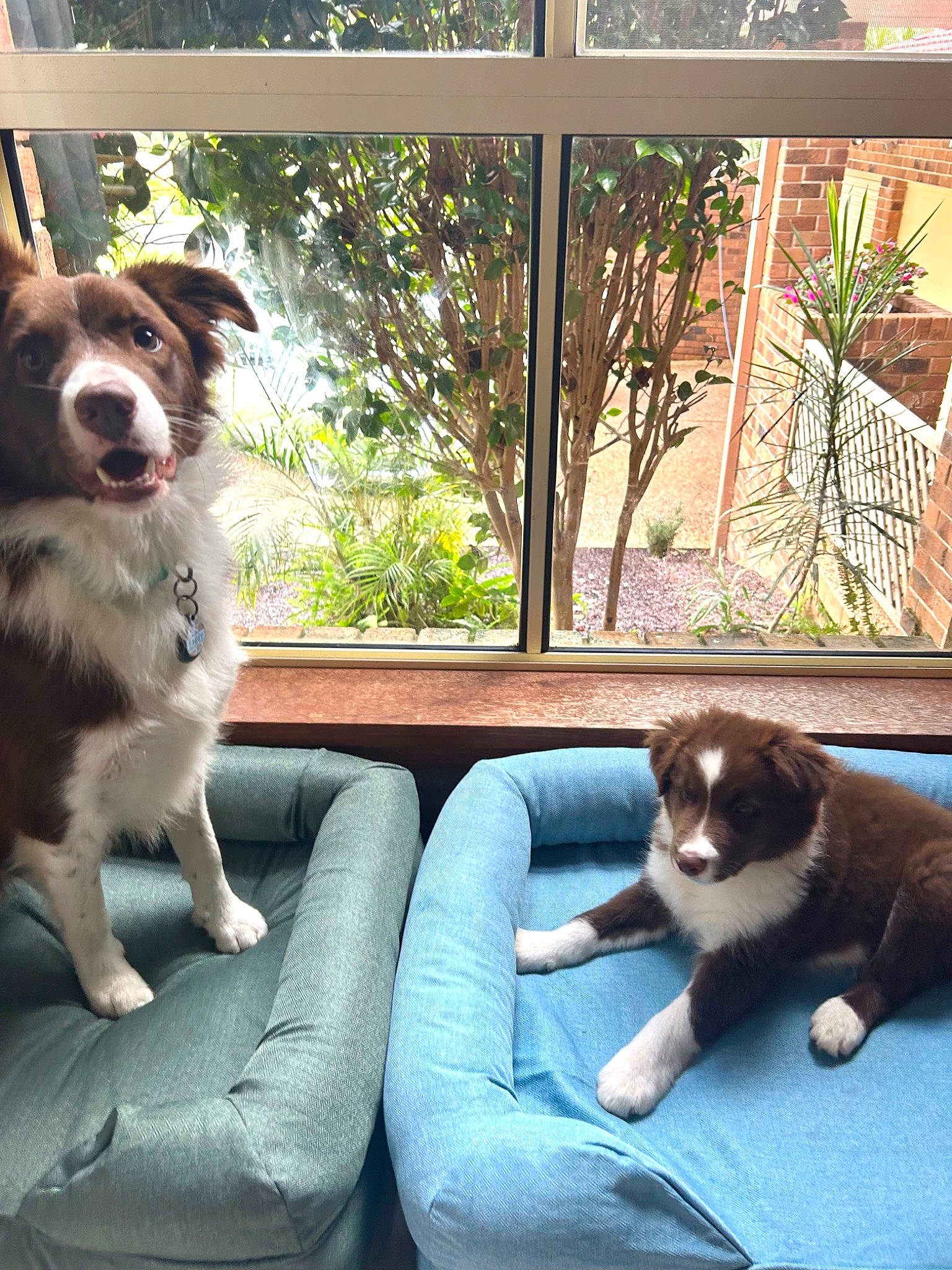 Teddy joined the competition — help win amazing prizes! border_collie, carnivore, cat, comfort, companion_dog, dog, dog_breed, felidae, fur, grass, herding_dog, leisure, mammal, outdoor_furniture, plant, sitting, tail, vertebrate, whiskers, window