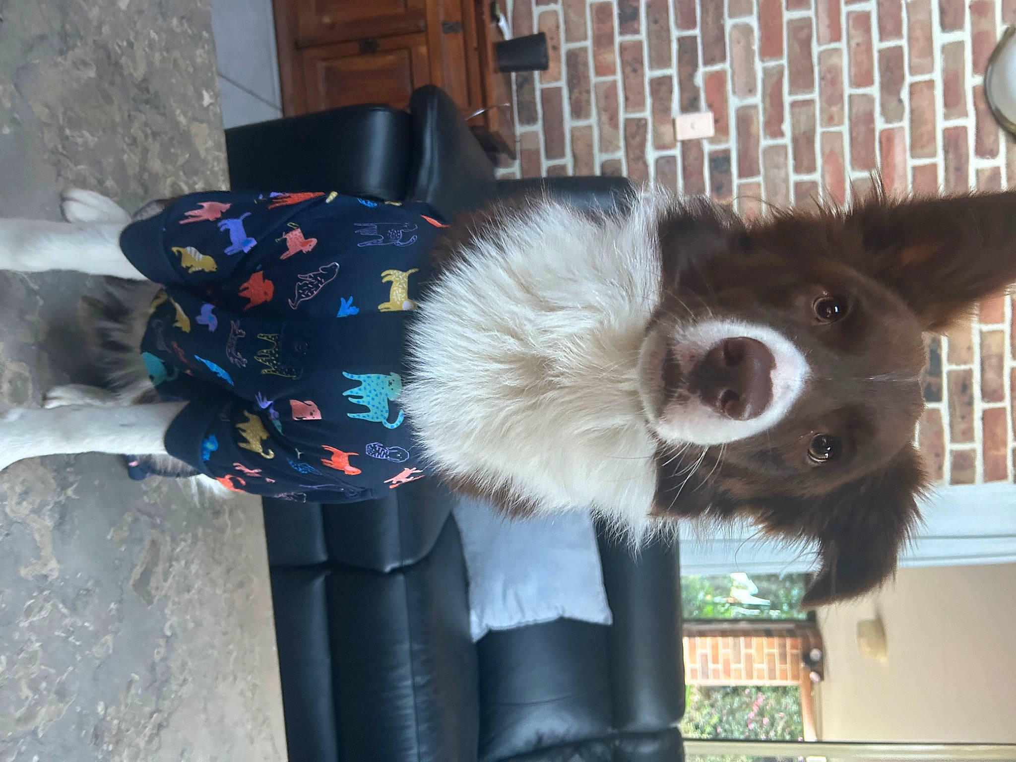 Teddy is registered to the contest to win money with this photo: bearskin, canidae, carnivore, collar, companion_dog, costume, costume_hat, dog_breed, dog_supply, fashion_accessory, fur, fur_clothing, hat, headgear, natural_material, sporting_group, tail, textile, whiskers, working_animal