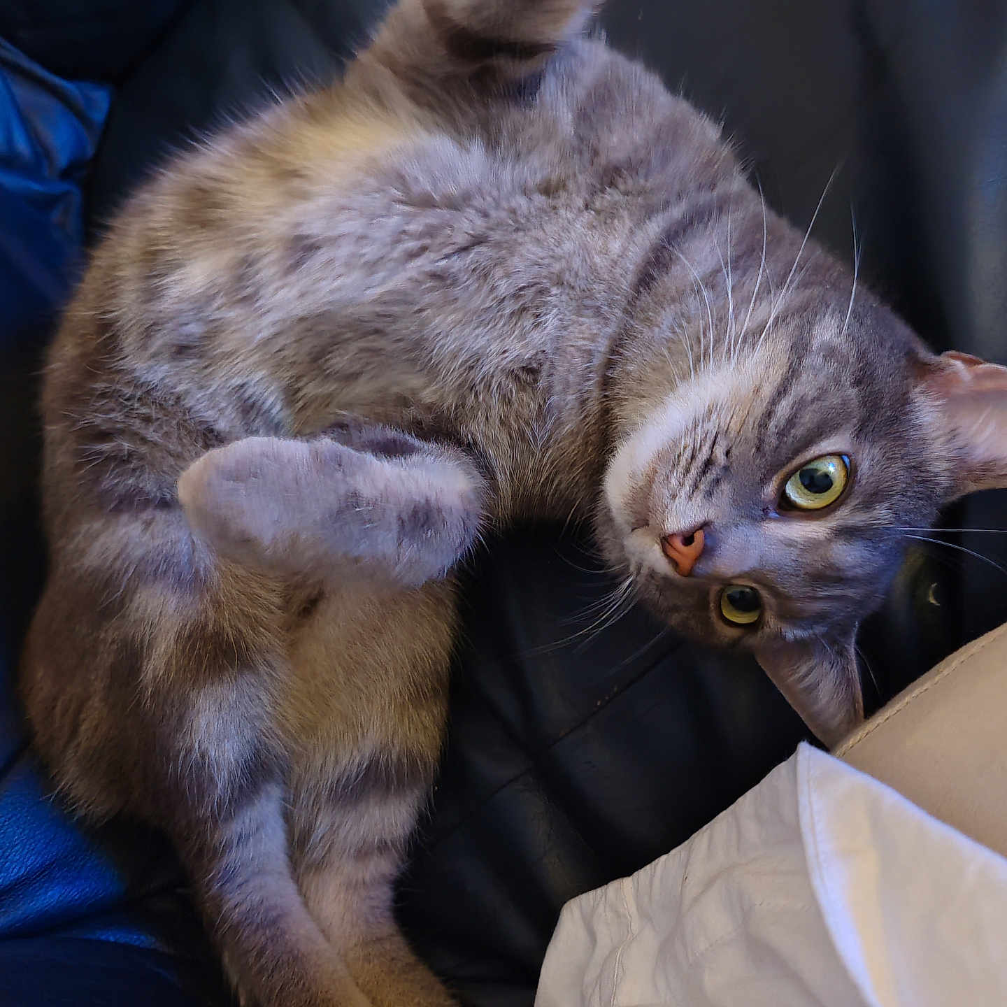 Upette a rejoint le concours — aidez-le/la à gagner de superbes lots ! abyssinian, animal, armchair, cat, chair, couch, furniture, kitten, manx, pet, siamese