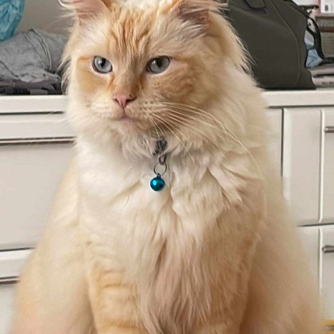 Drogo is registered to the contest to win money with this photo: accessories, angora, animal, bag, baggage, bed, blanket, cat, couch, cushion, furniture, handbag, homedecor, indoors, jewelry, kitten, manx, pet, siamese, suitcase