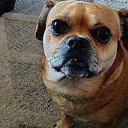 Brutus is registered to the contest to win money with this photo: dog, pet, indoor, carpet, close_up, brown_fur, small_dog, animal, canine, cute, looking_up, floor, ears, face, whiskers, paws, fur, companion, domestic_animal, expression