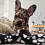 dog, puppy, french_bulldog, close_up, indoor, blanket, curious, ears, living_room, home_decor, furniture, couch, pillow, pattern, pet, animal, cute, young, domestic, cozy