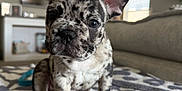 Rip is registered to the contest to win money with this photo: puppy, dog, french_bulldog, spotted, pet, animal, cute, ears, blanket, indoor, living_room, carpet, fur, sitting, young, adorable, expression, face, closeup, domestic