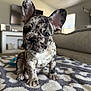 puppy, dog, french_bulldog, spotted, pet, animal, cute, ears, blanket, indoor, living_room, carpet, fur, sitting, young, adorable, expression, face, closeup, domestic