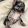 Rip joined the competition — help win amazing prizes! puppy, dog, sleeping, blanket, cute, spotted, fur, pet, animal, rest, cozy, nap, young, adorable, soft, relaxed, indoor, comfort, paw, face