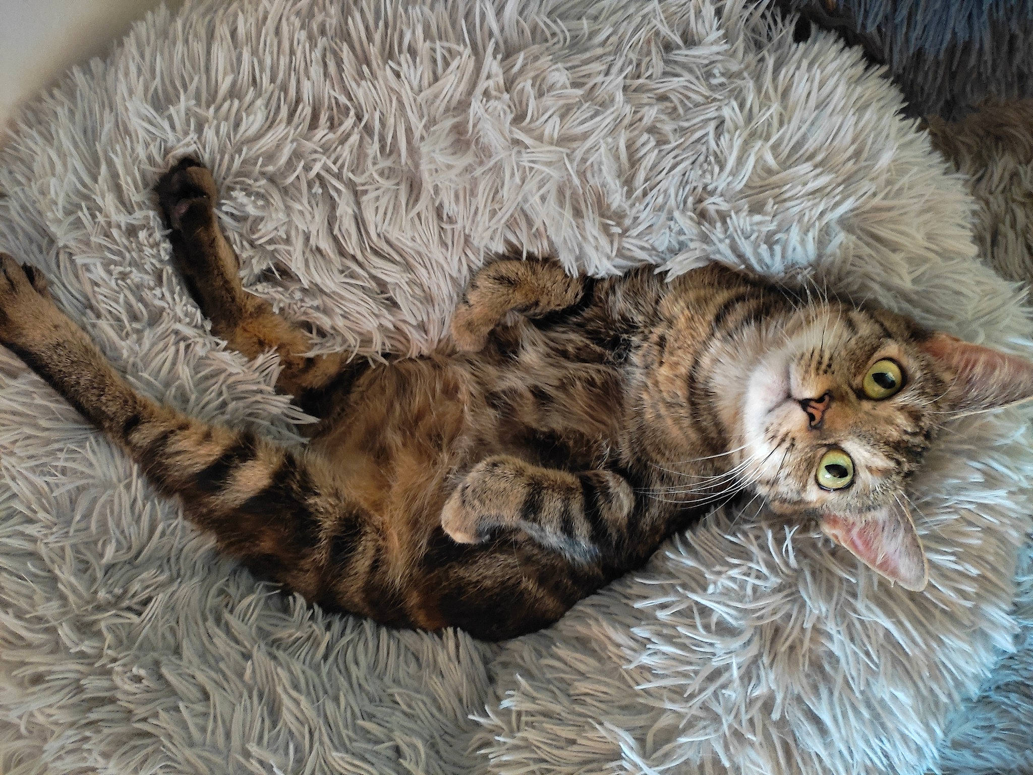 Linkye a rejoint le concours — aidez-le/la à gagner de superbes lots ! carnivore, cat, cat_bed, claw, comfort, domestic_short_haired_cat, felidae, fur, laperm, paw, small_to_medium_sized_cats, tail, terrestrial_animal, whiskers