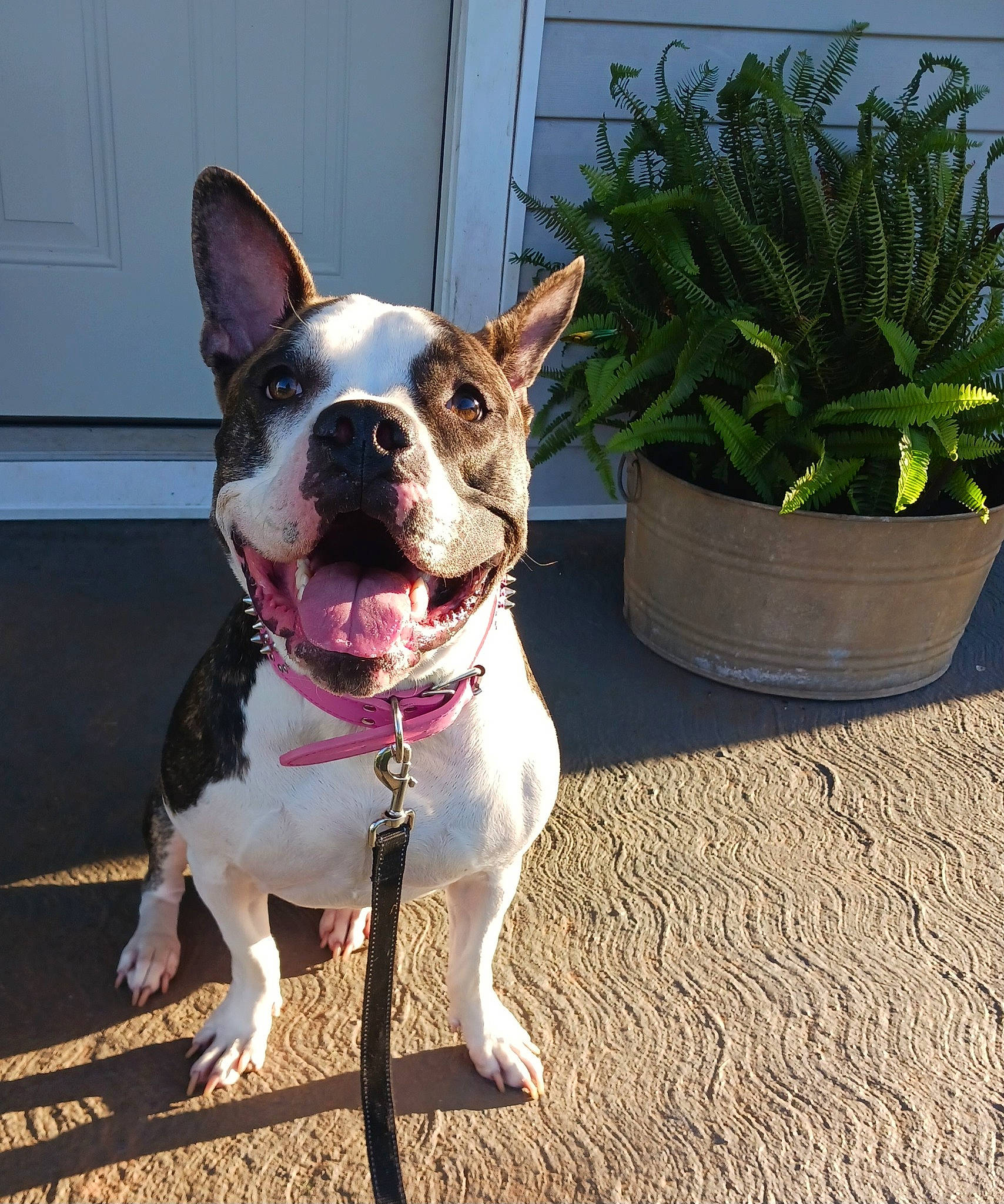 Willow is registered to the contest to win money with this photo: carnivore, collar, companion_dog, dog, dog_breed, dog_collar, door, fashion_accessory, fawn, flowerpot, grass, herb, houseplant, leash, plant, sporting_group, terrier, whiskers, window, working_animal