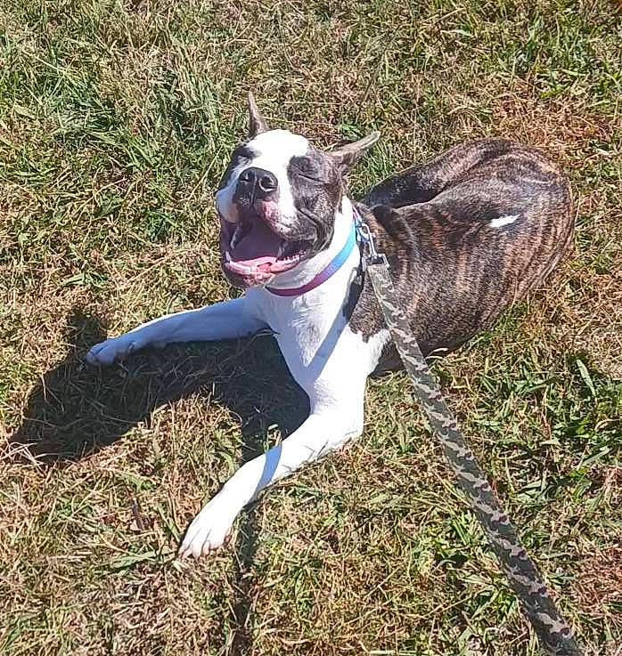 Willow joined the competition — help win amazing prizes! adventure, canidae, carnivore, collar, companion_dog, dog, dog_breed, dog_collar, dog_supply, fashion_accessory, fawn, grass, leash, pet_supply, plant, snout, sporting_group, tail, whiskers, working_animal