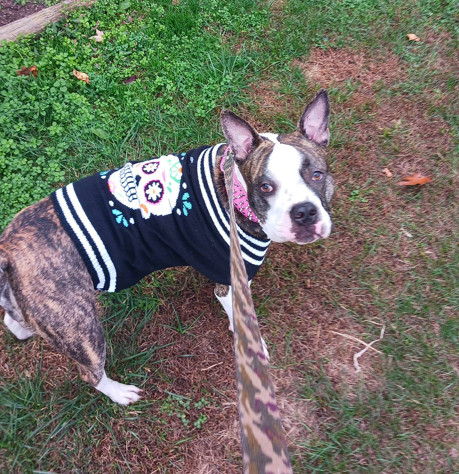 Willow is registered to the contest to win money with this photo: canidae, carnivore, collar, companion_dog, dog, dog_breed, dog_collar, dog_supply, fashion_accessory, fawn, grass, leash, pet_supply, plant, snout, sporting_group, tail, vertebrate, whiskers, working_animal