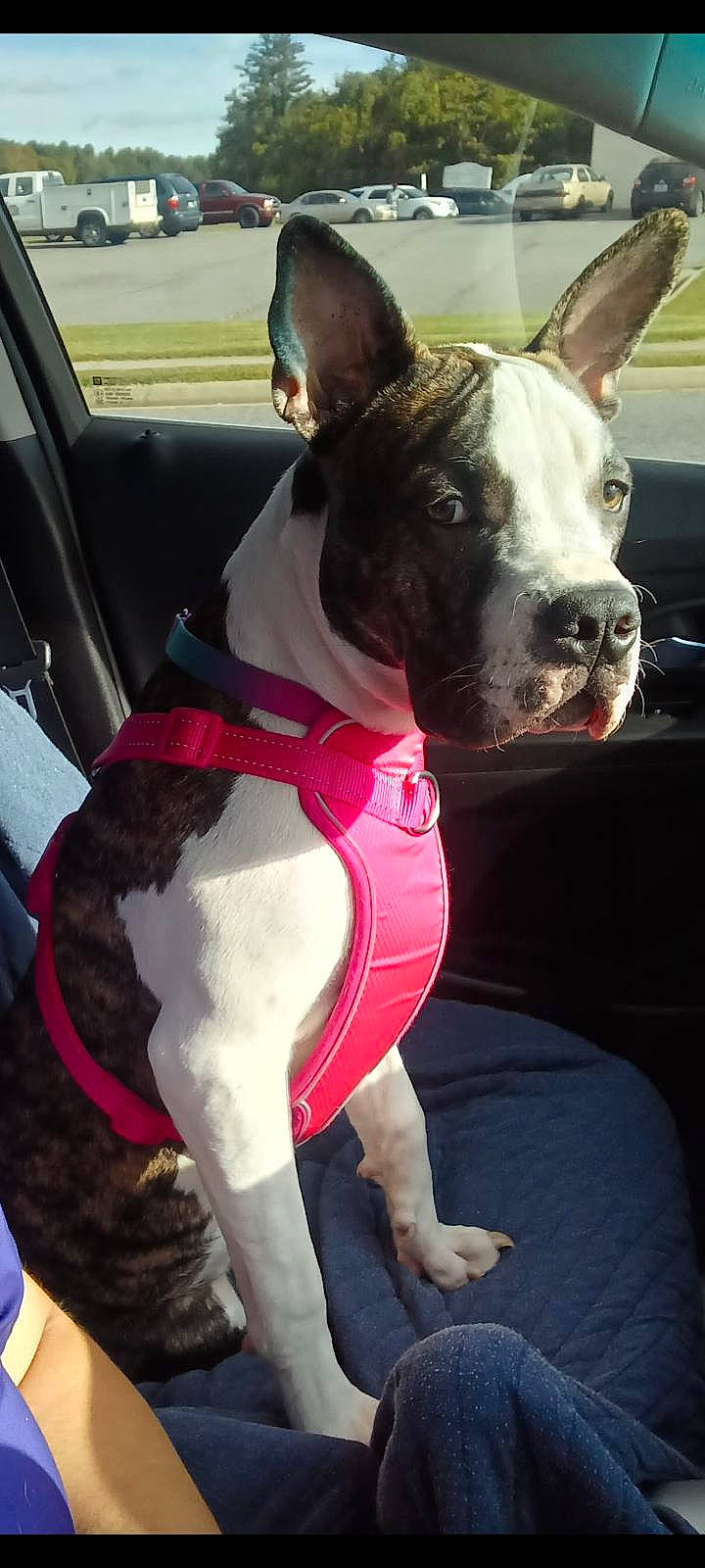 Willow joined the competition — help win amazing prizes! canidae, car, car_seat, carmine, carnivore, collar, companion_dog, dog, dog_breed, dog_collar, dog_supply, ear, fawn, snout, sporting_group, steering_wheel, vehicle, vehicle_door, whiskers, working_animal