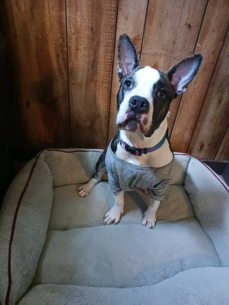 Willow is registered to the contest to win money with this photo: boston_terrier, bulldog, canidae, carnivore, collar, comfort, companion_dog, dog, dog_breed, dog_collar, eye, fawn, grey, head, pet_supply, snout, sporting_group, toy_dog, whiskers, working_animal