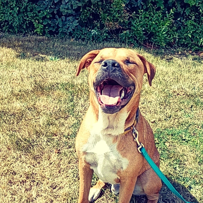 Ayko a rejoint le concours — aidez-le/la à gagner de superbes lots ! canidae, carnivore, collar, companion_dog, dog, dog_breed, dog_collar, dog_supply, fawn, grass, guard_dog, liver, molosser, ori_pei, plant, snout, sporting_group, working_animal, working_dog, wrinkle