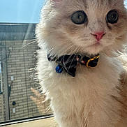 Kairo is registered to the contest to win money with this photo: cat, fluffy, bowtie, bell, pet, window, sunlight, curious, closeup, indoor, animal, feline, cute, whiskers, pink_nose, domestic, portrait, soft_fur, looking_away, house