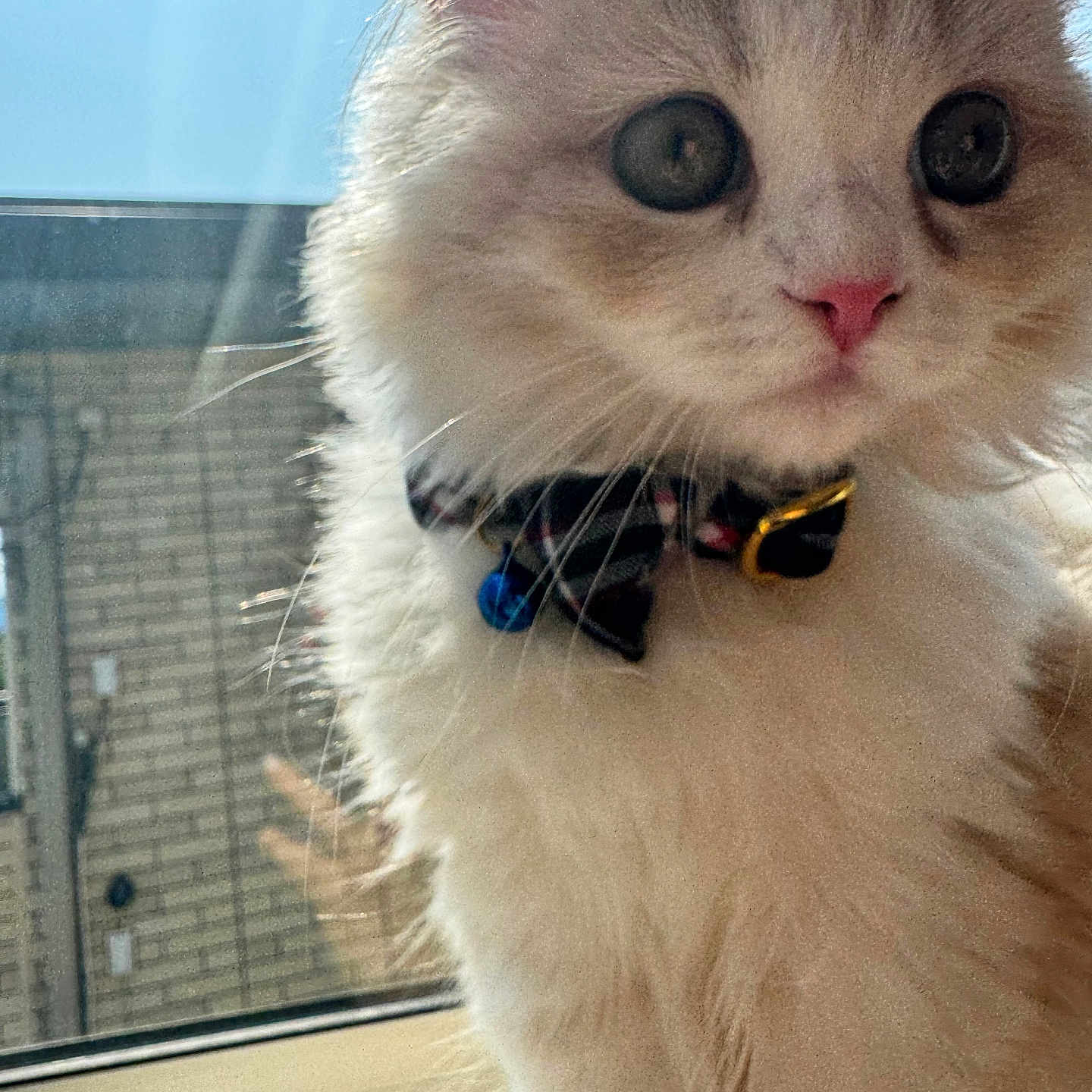 Kairo is registered to the contest to win money with this photo: animal, bell, bowtie, cat, closeup, curious, cute, domestic, feline, fluffy, house, indoor, looking_away, pet, pink_nose, portrait, soft_fur, sunlight, whiskers, window
