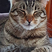 Ulys a rejoint le concours — aidez-le/la à gagner de superbes lots ! animal, calm, cat, closeup, cozy, cute, domestic_cat, eyes_closed, face, feline, fur, indoor, mammal, pet, portrait, relaxed, resting, sleepy, tabby, whiskers