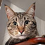 alert, animal, cat, close_up, curious, cute, domestic, ears, face, feline, fur, indoor, looking, pet, portrait, stripes, tabby, whiskers, wide_eyes, wooden_surface