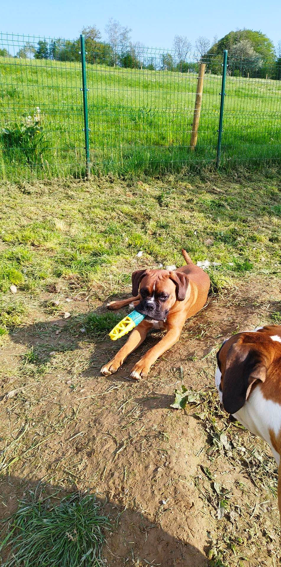 Oslo participe au concours pour gagner de l'argent avec cette photo : canidae, carnivore, collar, companion_dog, dog, dog_breed, dog_supply, fawn, fence, grass, home_fencing, leash, pet_supply, plant, soil, sporting_group, tail, wire_fencing, working_animal, working_dog