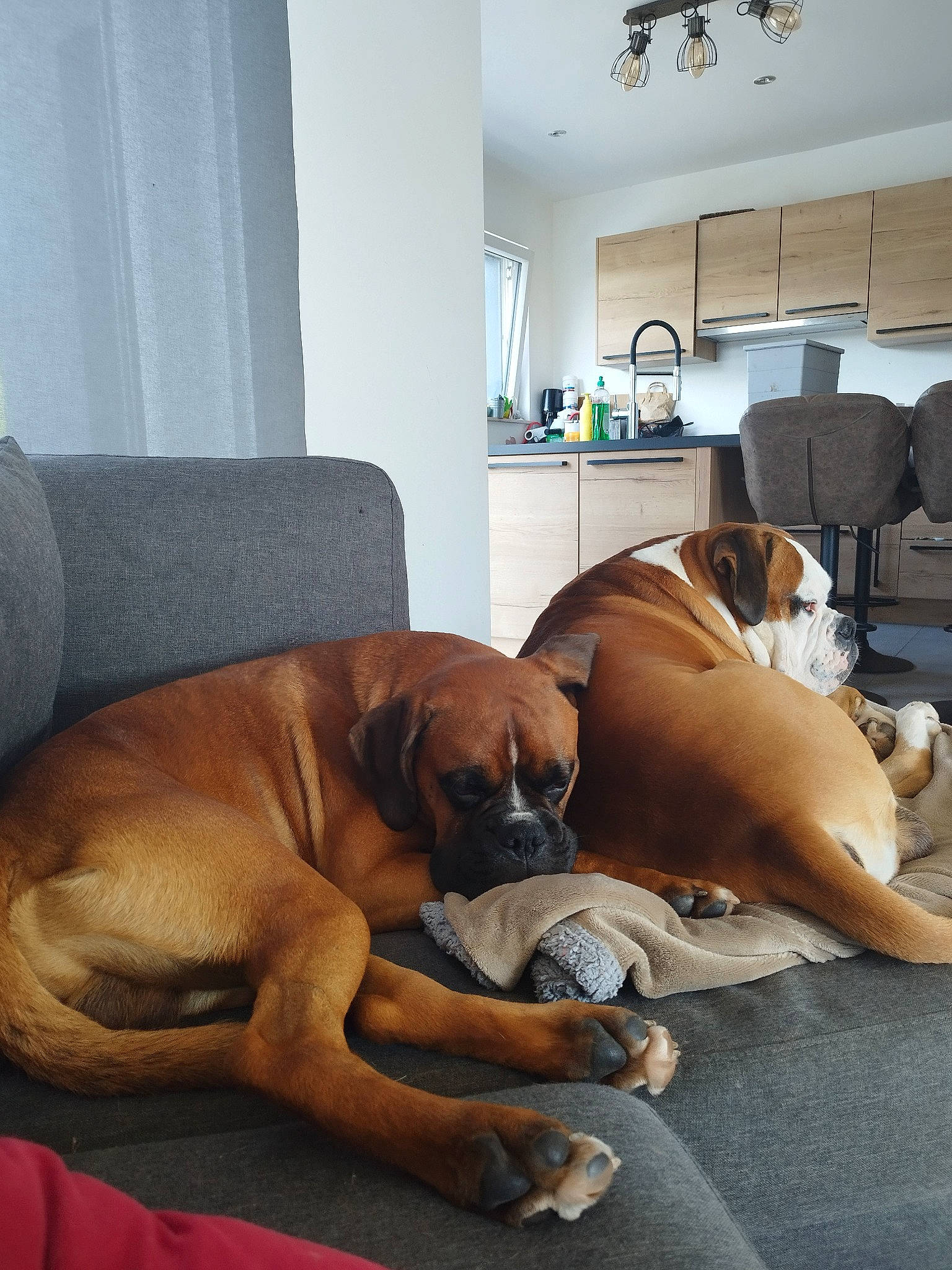 Oslo participe au concours pour gagner de l'argent avec cette photo : carnivore, ceiling_fan, comfort, companion_dog, couch, curtain, dog, dog_breed, fawn, floor, flooring, guard_dog, hardwood, house, living_room, room, snout, sporting_group, tail, working_animal