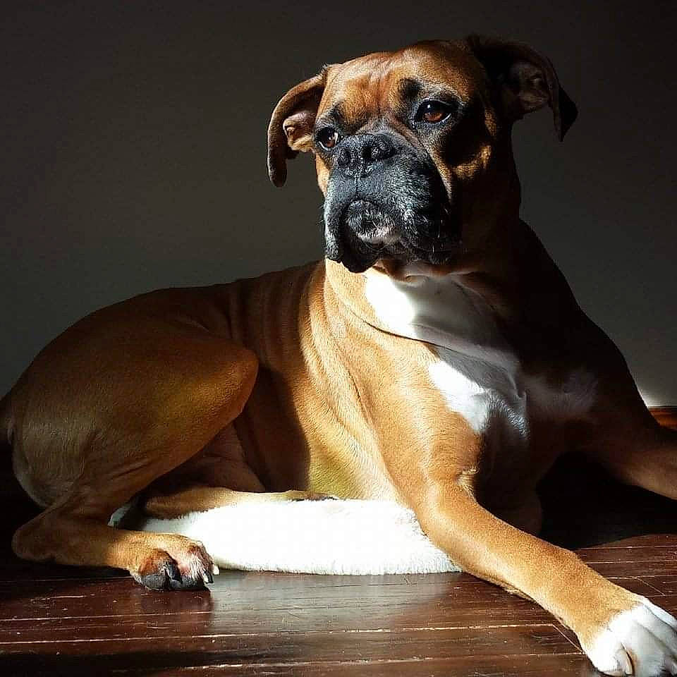 Gus joined the competition — help win amazing prizes! boerboel, boxer, bullmastiff, cane_corso, canidae, carnivore, companion_dog, dog, dog_breed, fawn, mammal, molosser, muscle, non_sporting_group, puppy, rare_breed_dog, snout, sporting_group, vertebrate, whiskers