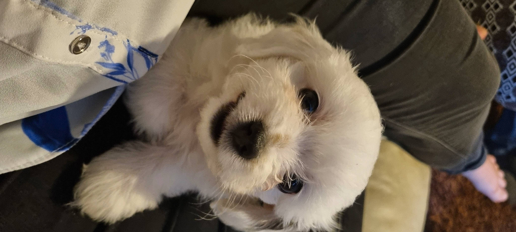 Killian is registered to the contest to win money with this photo: canidae, carnivore, companion_dog, dog, dog_breed, fur, mal_shi, maltepoo, old_english_sheepdog, puppy_love, shih_poo, small_terrier, sporting_group, stuffed_toy, terrestrial_animal, terrier, toy, toy_dog, whiskers, working_animal