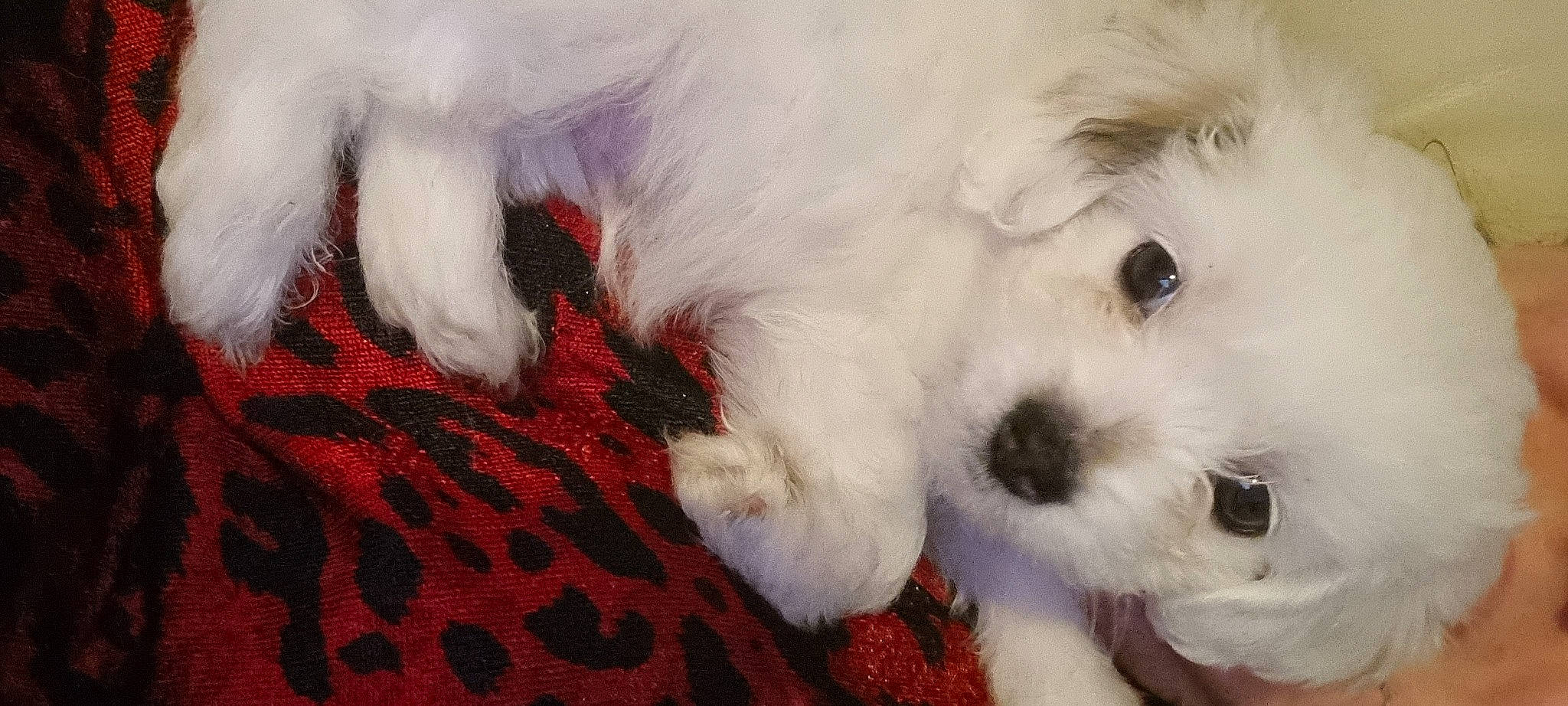 Killian joined the competition — help win amazing prizes! bichon, carnivore, companion_dog, dog, dog_breed, fur, mal_shi, maltepoo, non_sporting_group, pattern, paw, puppy_love, small_terrier, snout, sporting_group, tartan, terrier, toy_dog, whiskers, working_animal