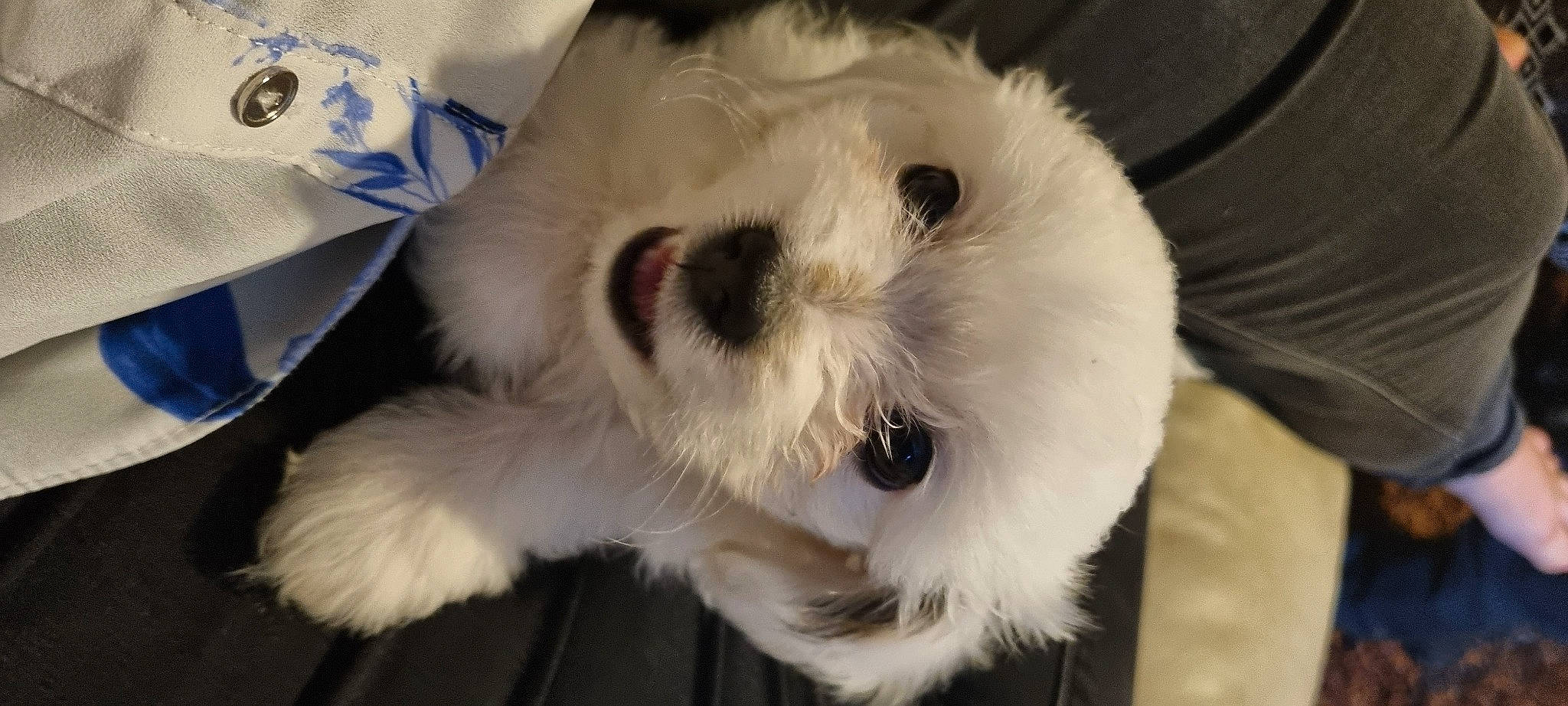 Killian is registered to the contest to win money with this photo: canidae, carnivore, cockatoo, companion_dog, dog_breed, felidae, fur, non_sporting_group, paw, plush, small_to_medium_sized_cats, snout, sporting_group, stuffed_toy, terrestrial_animal, toy, toy_dog, whiskers, working_animal