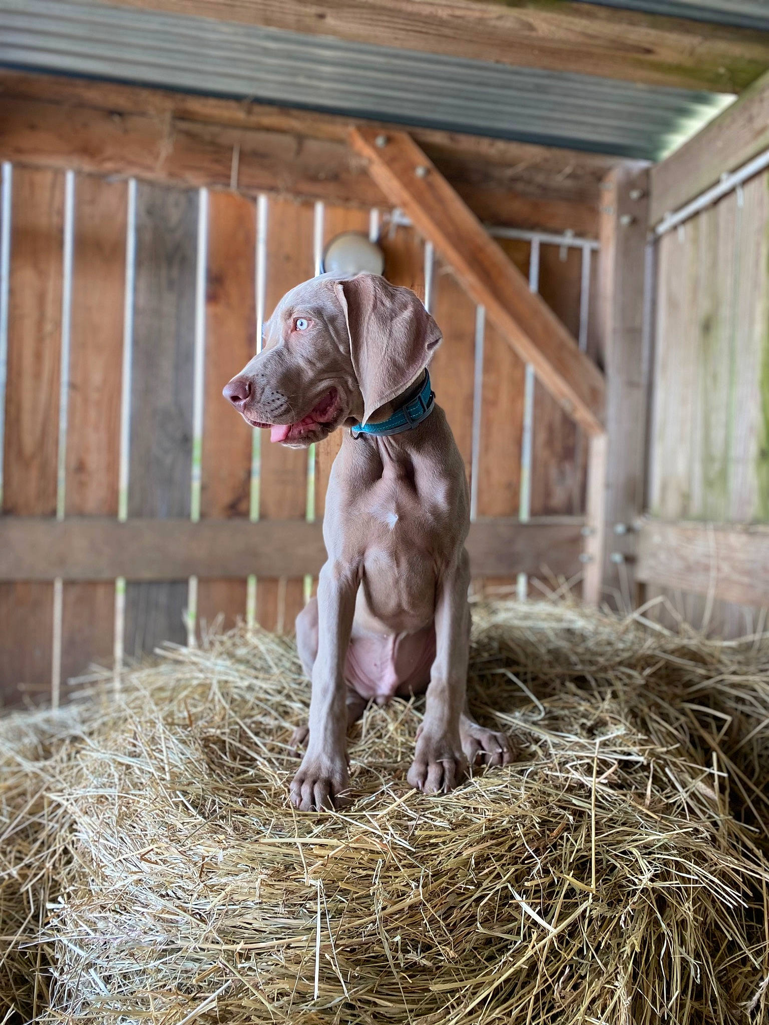 Loki a rejoint le concours — aidez-le/la à gagner de superbes lots ! animal_shelter, carnivore, collar, companion_dog, dog, dog_breed, dog_collar, fawn, fence, grass, gun_dog, hay, landscape, liver, livestock, pet_supply, straw, whiskers, wood, working_animal