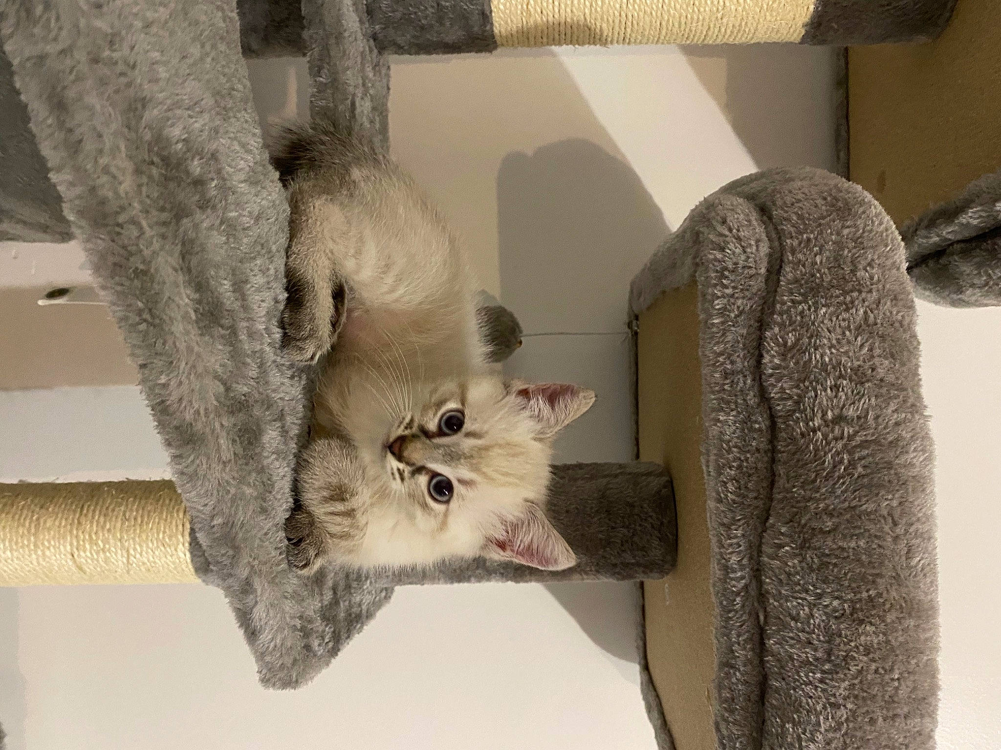 Gizmo a rejoint le concours — aidez-le/la à gagner de superbes lots ! carnivore, cat, comfort, domestic_short_haired_cat, felidae, fur, grey, plant, room, shelf, small_to_medium_sized_cats, tail, tree, whiskers, wood