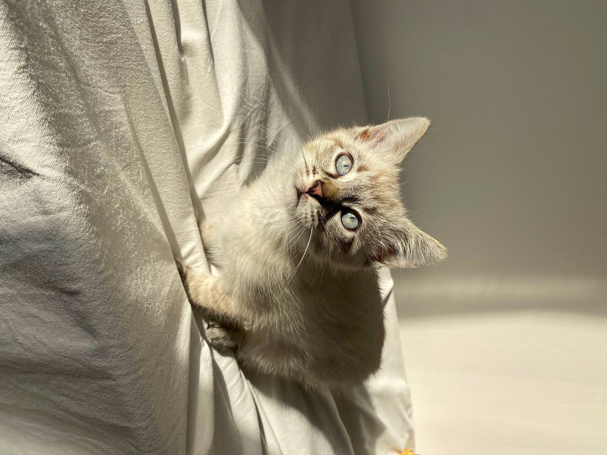 Gizmo a rejoint le concours — aidez-le/la à gagner de superbes lots ! carnivore, cat, claw, comfort, domestic_short_haired_cat, fang, fawn, felidae, fur, gesture, grey, paw, sleeve, small_to_medium_sized_cats, snout, tail, whiskers, window, wood, yawn