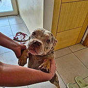 Alaya a rejoint le concours — aidez-le/la à gagner de superbes lots ! animal, brindle, cute, dog, floor, hands, holding, home, indoor, leash, looking_at_camera, paw, person, pet, playful, portrait, shoes, slippers, tile_floor, wooden_door