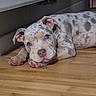 Alaya participe au concours pour gagner de l'argent avec cette photo : adorable, animal, close_up, cozy, cute, dog, domestic_animal, ears, face, floor, indoor, looking, lying_down, paw, pet, puppy, resting, spot_pattern, wooden_floor, young_dog