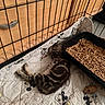 Kahjiit a rejoint le concours — aidez-le/la à gagner de superbes lots ! animal, black_container, cartoon_characters, cat, cute, feline, fur, indoor, kitten, litter_box, patterned, pellets, pet, playpen, quilt, resting, sleeping, small, toy_mouse, wooden_cabinet