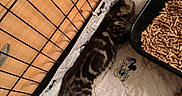 Kahjiit a rejoint le concours — aidez-le/la à gagner de superbes lots ! animal, cat, cozy, cute, feline, floor, indoor, kitten, litter_tray, mickey_mouse, minnie_mouse, nap, pet_bed, quilt, resting, sleeping, small_pet, striped_fur, wire_enclosure, wood_pellets