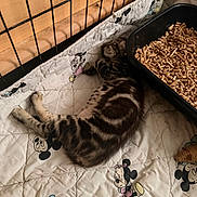 Kahjiit participe au concours pour gagner de l'argent avec cette photo : animal, cage, cartoon_characters, cat, cozy, cute, feline, indoor, kitten, litter_box, pellets, pet, quilt, resting, sleeping, soft_lighting, striped, tabby, wooden_background, young