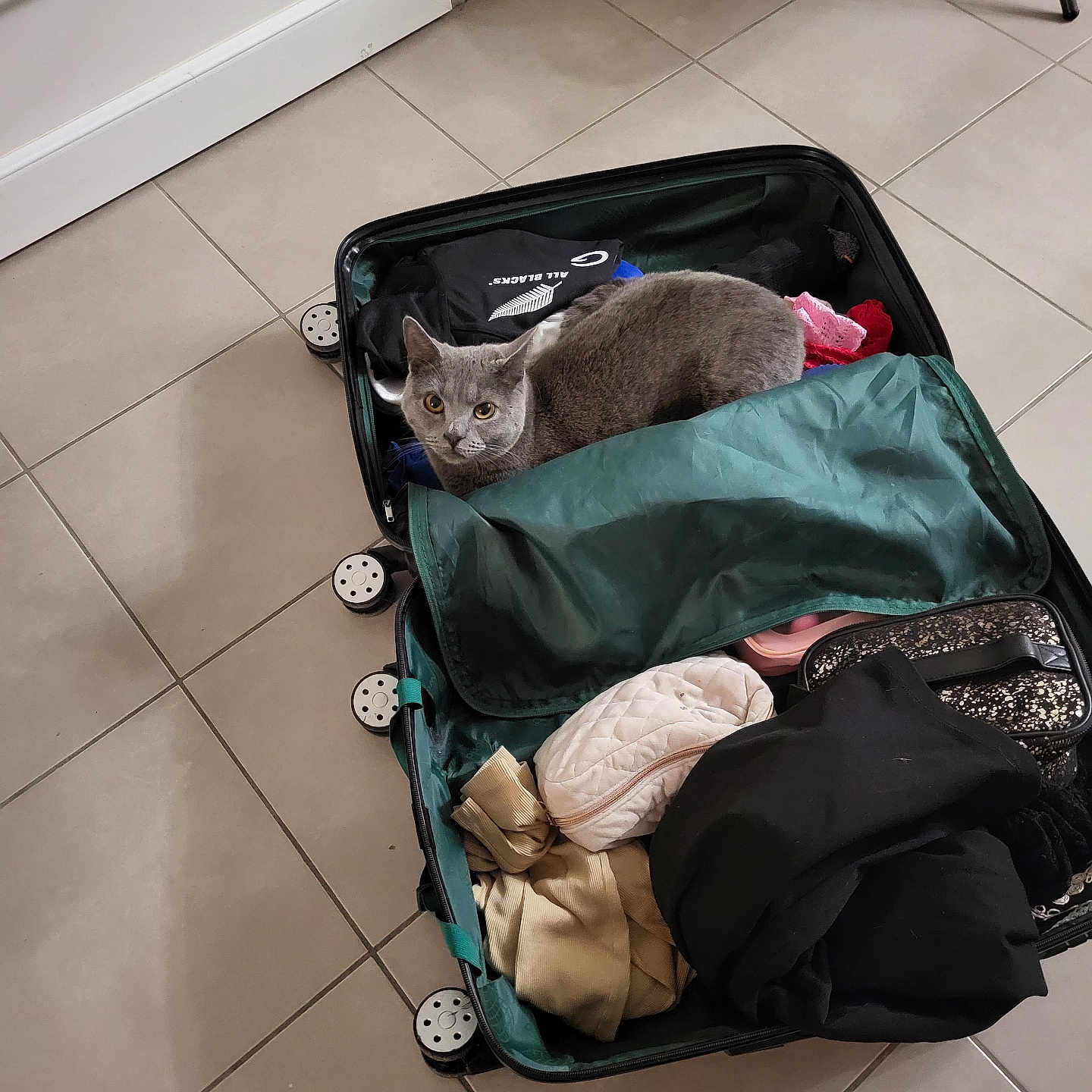 Ulyss participe au concours pour gagner de l'argent avec cette photo : accessories, animal, bag, baggage, canine, cat, dog, dogbed, handbag, kitten, machine, pet, suitcase, wheel