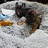 dog, puppy, french_bulldog, bed, fluffy, toy, indoor, pet, cute, animal, resting, canine, cozy, young, furniture, floor, home, sleepy, companion, playful