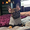 french_bulldog, puppy, dog, striped_shirt, bed, blanket, tattoo, arm, window, indoor, pet, animal, cute, cozy, portrait, fur, ears, soft_light, resting, domestic