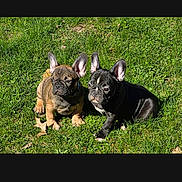 Gnocchi joined the competition — help win amazing prizes! dog, puppy, french_bulldog, grass, outdoor, sunlight, pet, animal, cute, ears, two_dogs, sitting, nature, young, playful, companion, adorable, summer, daylight, greenery