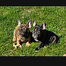dog, puppy, french_bulldog, grass, outdoor, sunlight, pet, animal, cute, ears, two_dogs, sitting, nature, young, playful, companion, adorable, summer, daylight, greenery