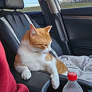 Tiggy is registered to the contest to win money with this photo: accessories, animal, baby, beverage, bottle, car, cat, coke, couch, cushion, furniture, homedecor, kitten, person, pet, sleeping, soda, transportation, vehicle, waterbottle