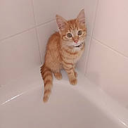 Romy participe au concours pour gagner de l'argent avec cette photo : abyssinian, animal, bathing, bathroom, bathtub, cat, indoors, kitten, manx, person, pet, room, sink, tap, tub