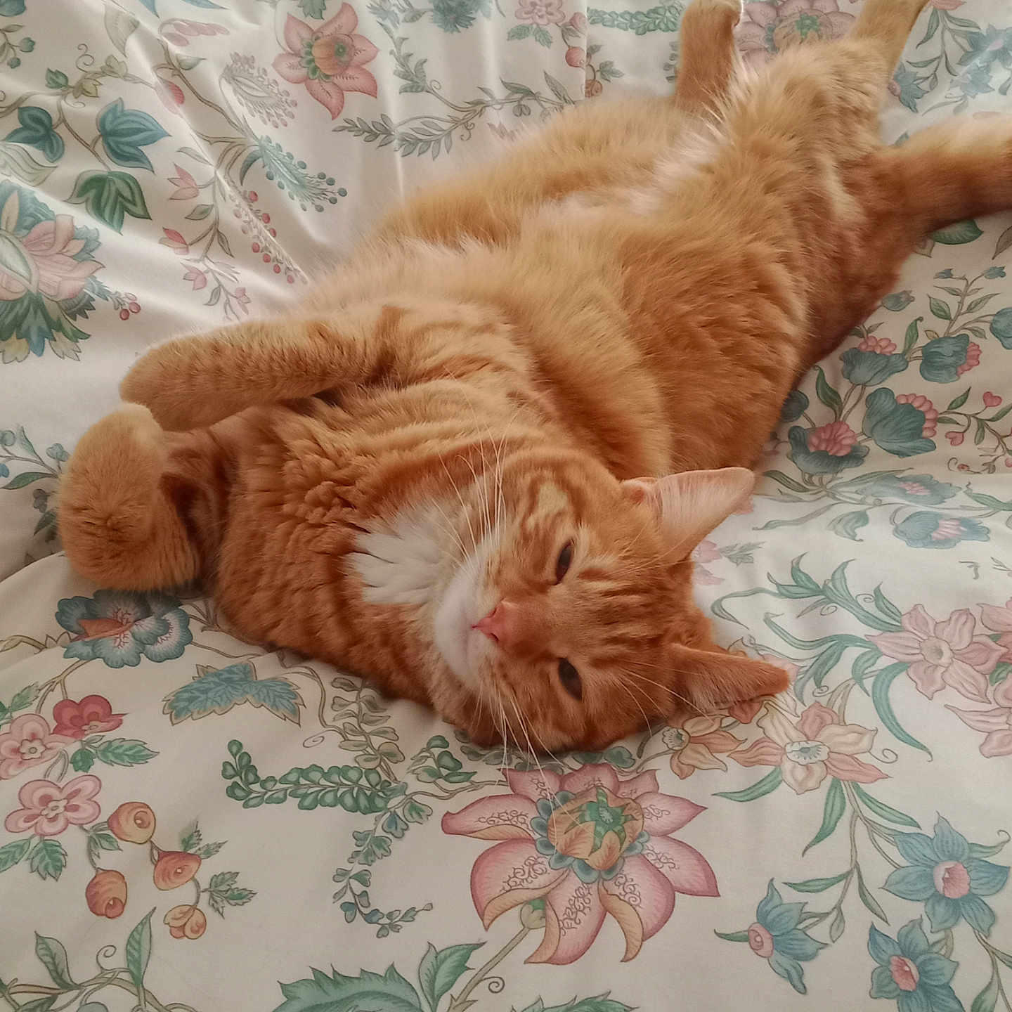 Romy a rejoint le concours — aidez-le/la à gagner de superbes lots ! abyssinian, animal, bed, bedroom, blanket, cat, couch, cushion, furniture, hardwood, homedecor, indoors, kitten, linen, manx, person, pet, quilt, room, sleeping