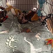 Roachy joined the competition — help win amazing prizes! dog, crate, blanket, plush_toy, toy, dinosaur_pattern, floor, rope_toy, stuffed_animal, pet, indoor, cozy, playful, resting, brown, blue, orange, gray, white, soft