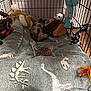 dog, crate, blanket, plush_toy, toy, dinosaur_pattern, floor, rope_toy, stuffed_animal, pet, indoor, cozy, playful, resting, brown, blue, orange, gray, white, soft