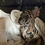 Roachy joined the competition — help win amazing prizes! dog, puppy, french_bulldog, brindle, pet, animal, canine, ears, blanket, fur, couch, indoor, cute, young, sitting, cozy, soft, attention, portrait, companion