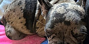Roachy joined the competition — help win amazing prizes! dog, french_bulldog, sleeping, brindle, pet, canine, nap, blanket, fabric, indoor, cozy, cute, resting, animal, fur, muzzle, ears, closeup, companion, relaxed